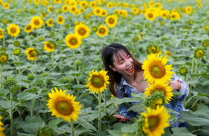 Vườn hoa hướng dương